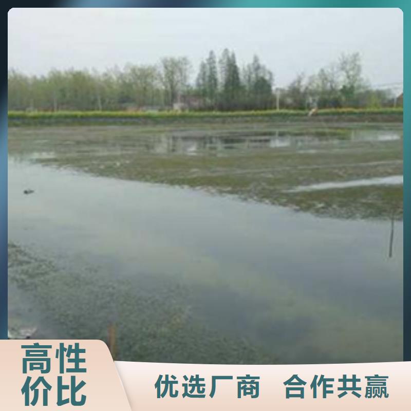 （小龙虾苗批发）：哪里有小龙虾养殖基地