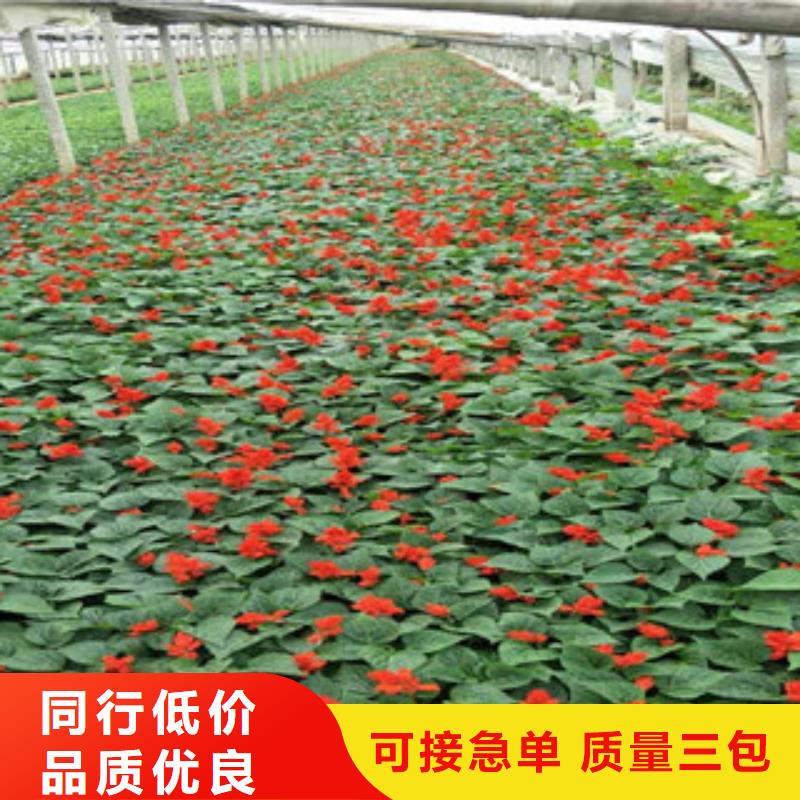 靠谱的时令花卉批发商