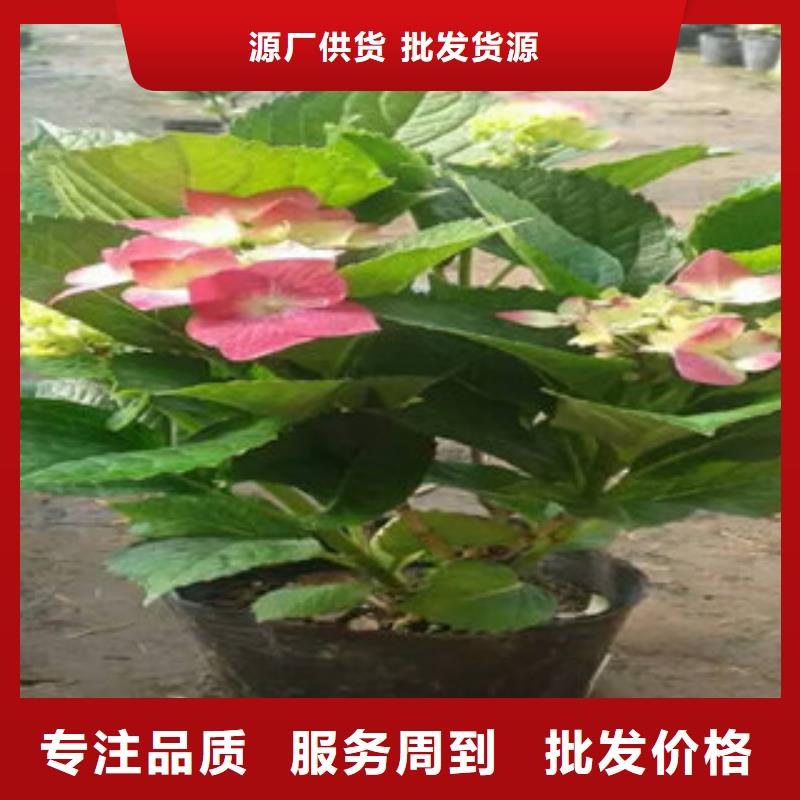 时令花卉口碑
