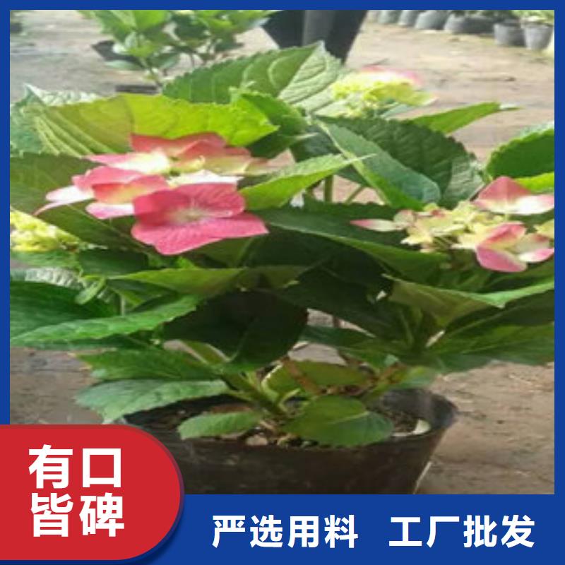常年供应时令花卉-保质