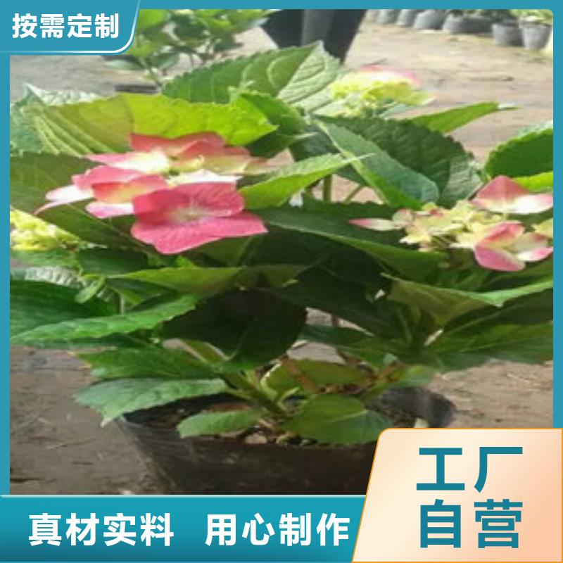 时令花卉_时令花卉现货直发
