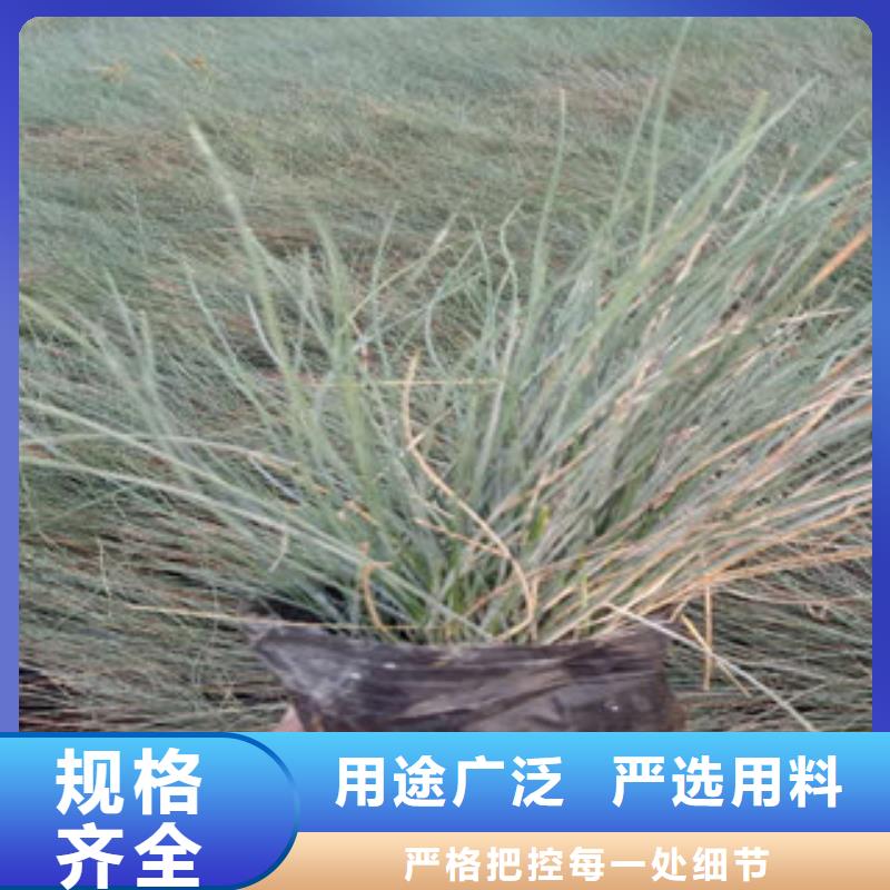 时令花卉厂家——十余年更专业