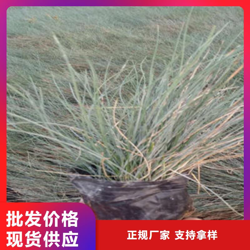 时令花卉、时令花卉价格