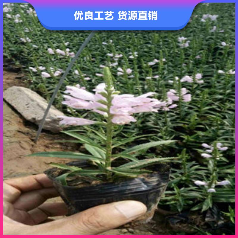 时令花卉在线报价