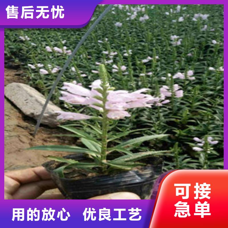 时令花卉口碑
