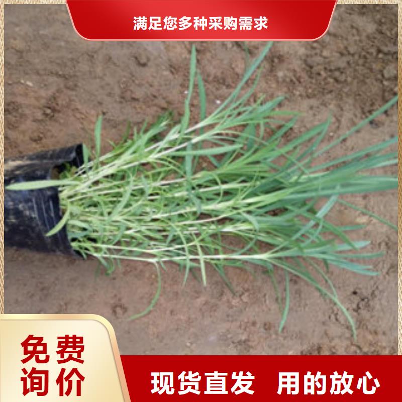 质量优的时令花卉本地厂家