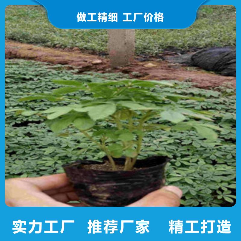 可定制的时令花卉本地厂家