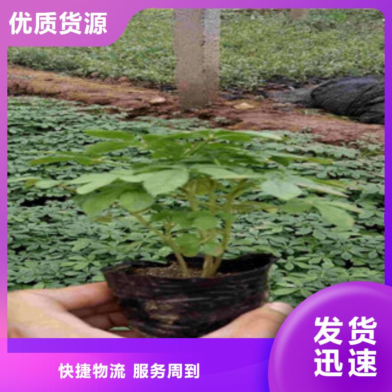 时令花卉厂家——十余年更专业