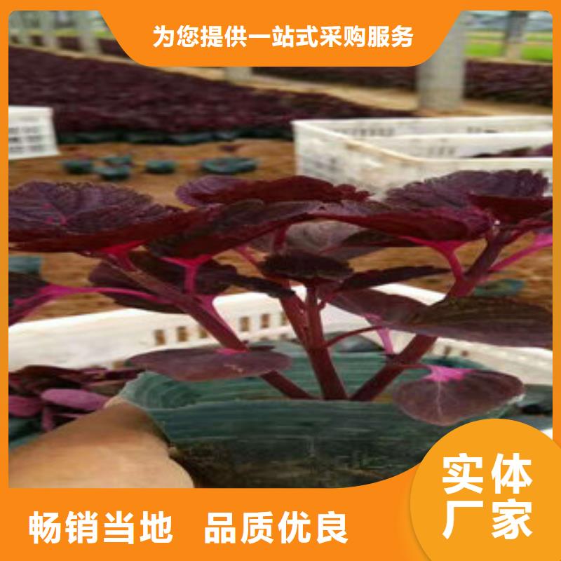 时令花卉现货齐全