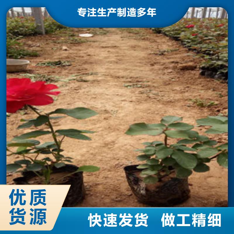 时令花卉原厂定做