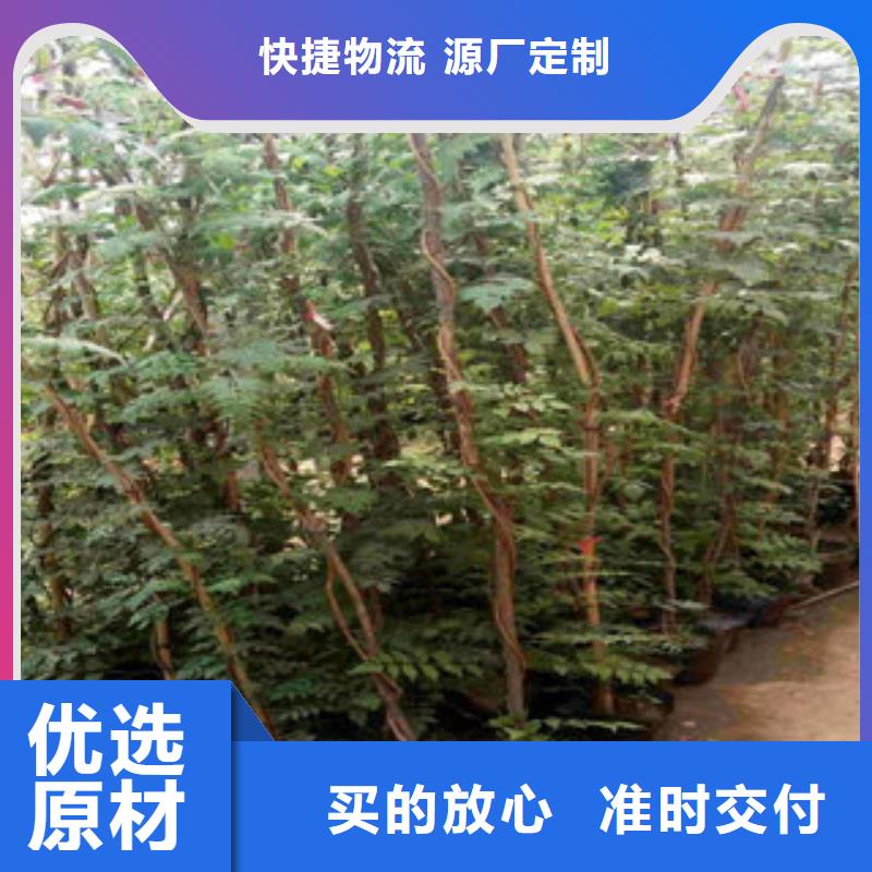 时令花卉-自主研发