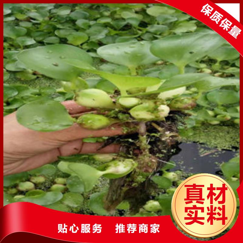 时令花卉设备生产厂家