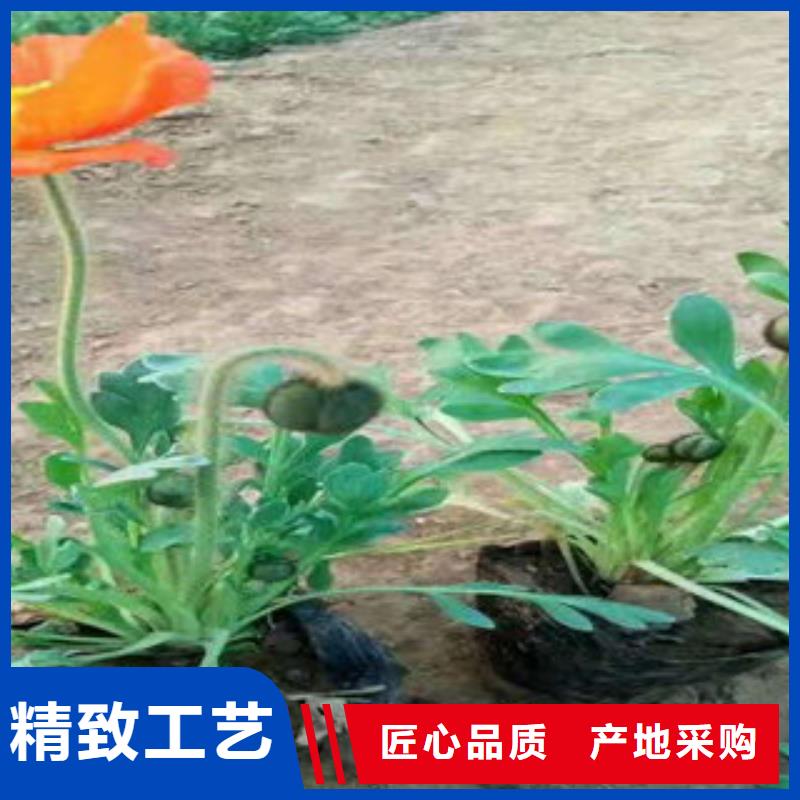 时令花卉现货齐全