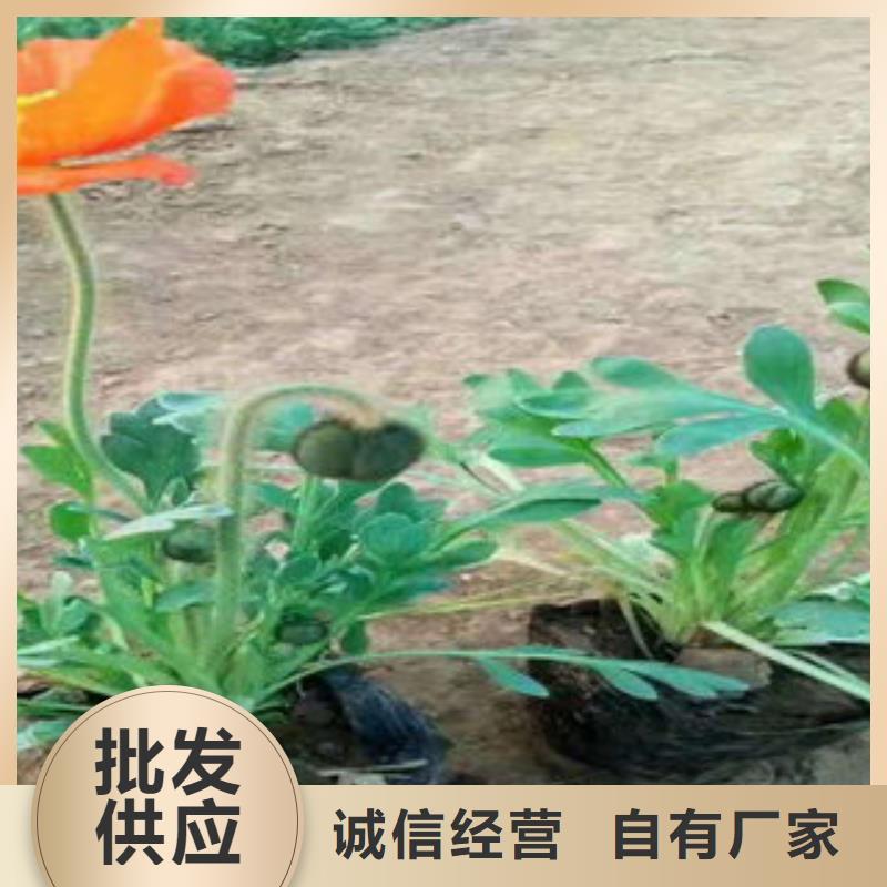 批发时令花卉_品牌厂家