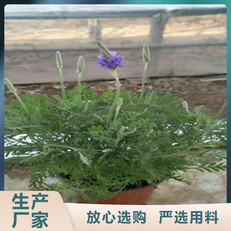 时令花卉采购厂家