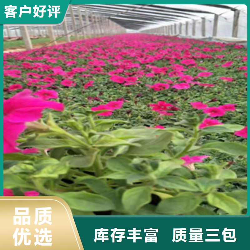 时令花卉比同行节省10%