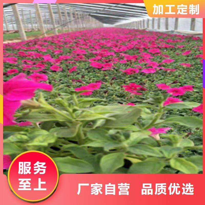 值得信赖的时令花卉批发商