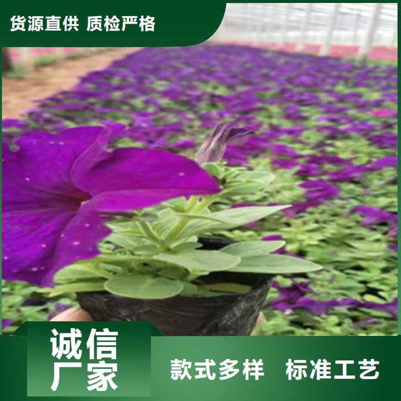 时令花卉厂家-可来厂参观