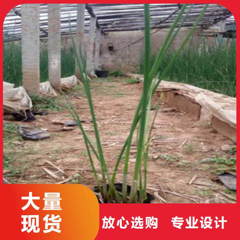 供应时令花卉的批发商