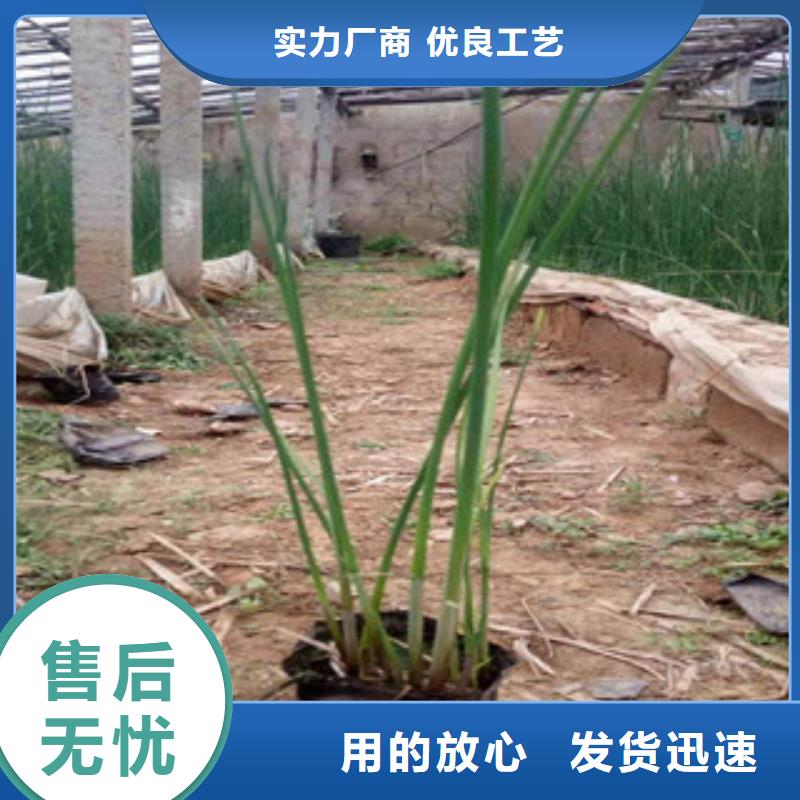时令花卉批发优惠多