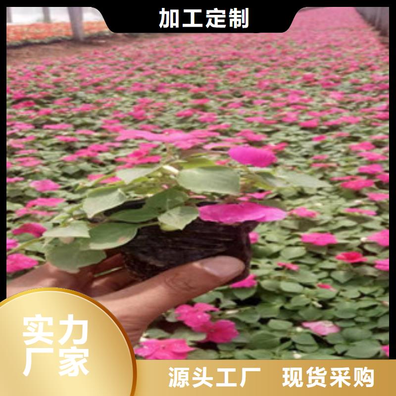 时令花卉口碑