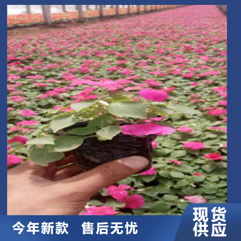 本地时令花卉供应商