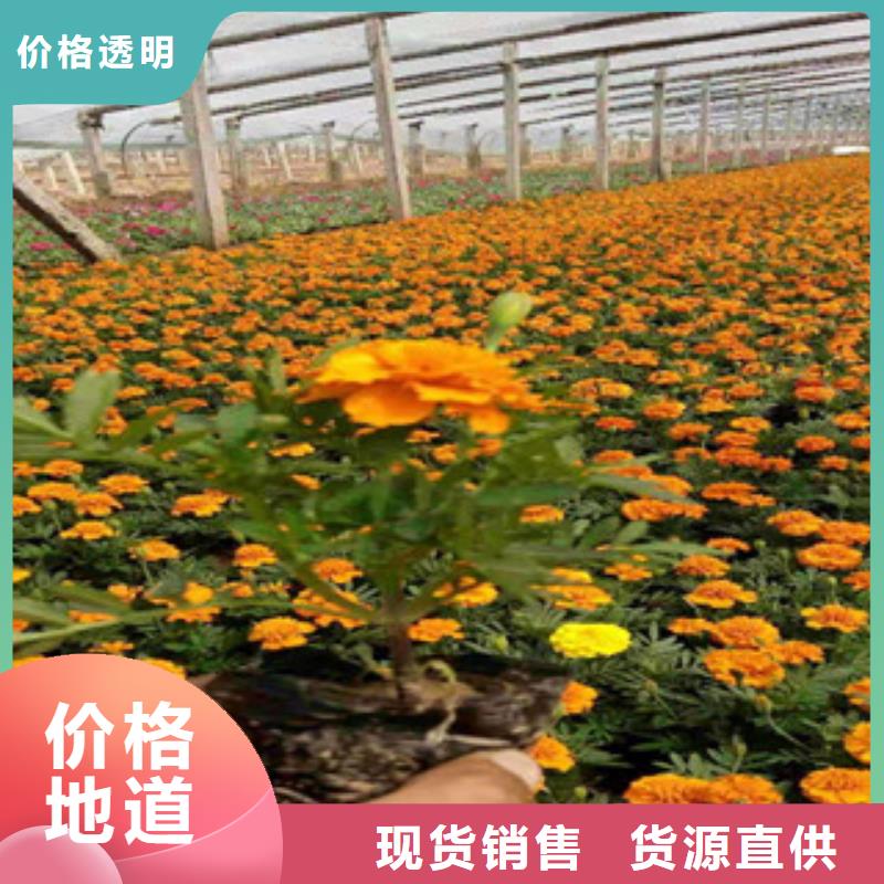 时令花卉公司_九鼎花卉园艺场