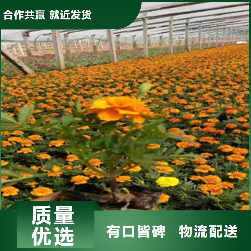 供应批发时令花卉-品牌