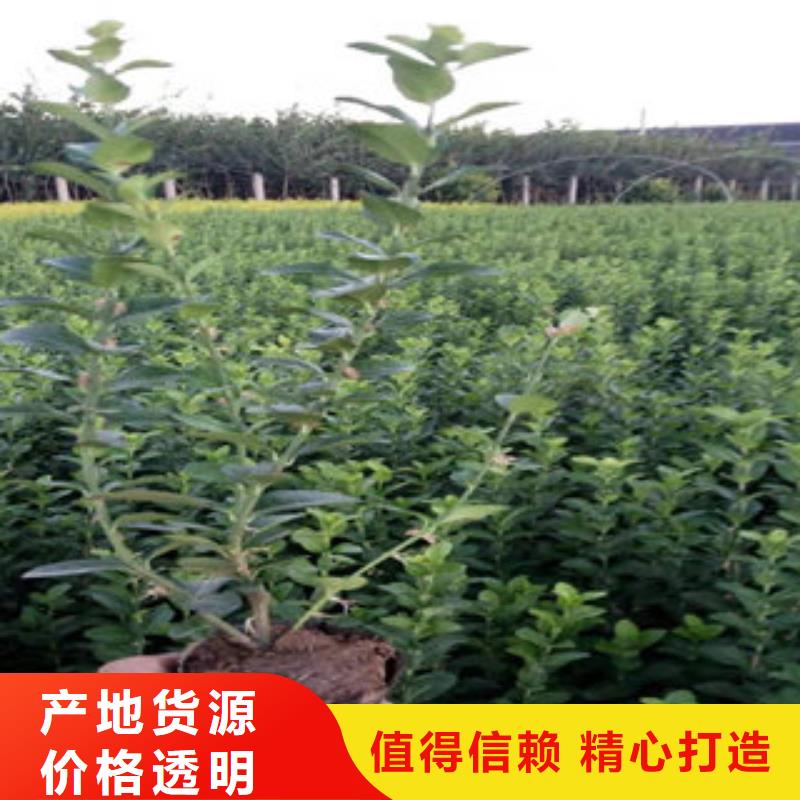 时令花卉厂家——十余年更专业