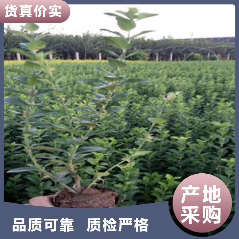时令花卉厂家特惠