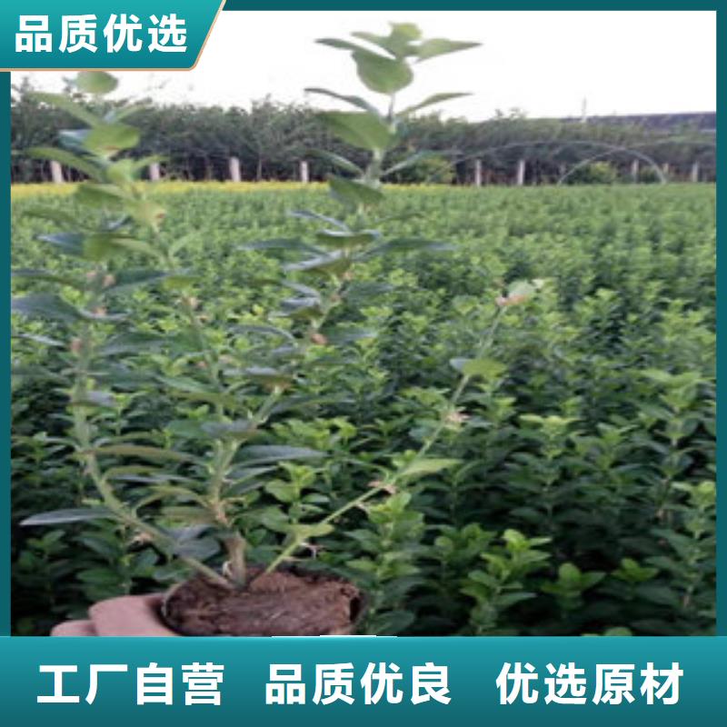 靠谱的时令花卉批发商