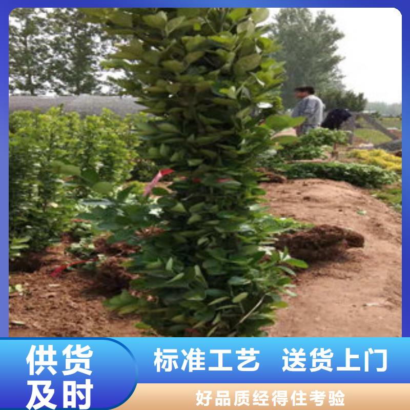 时令花卉质量靠得住