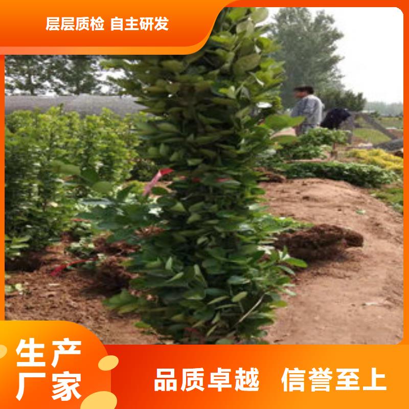 时令花卉长期供应