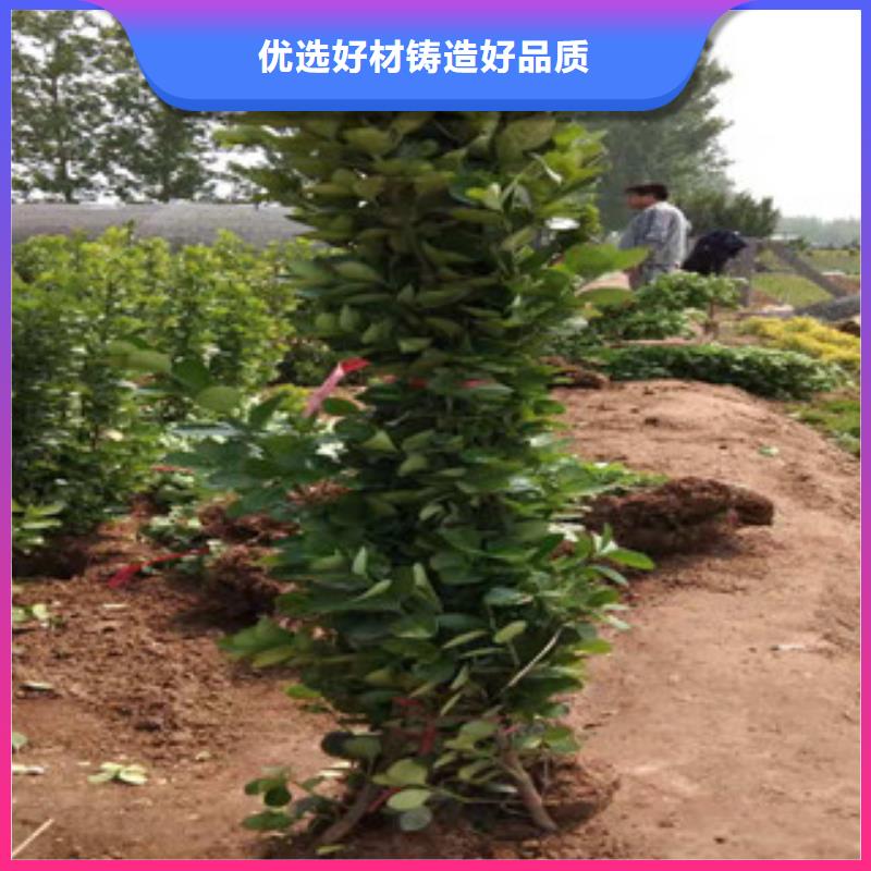 时令花卉质量上乘厂家