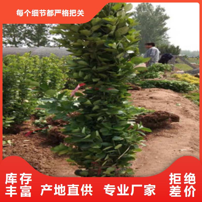 发货速度快的时令花卉经销商