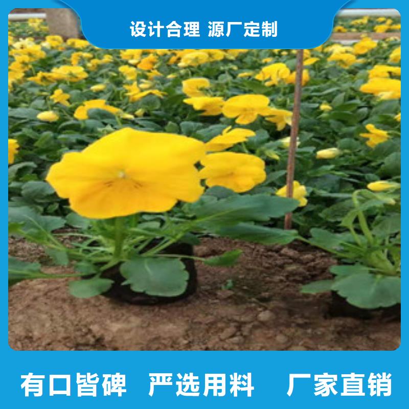 时令花卉参数图片