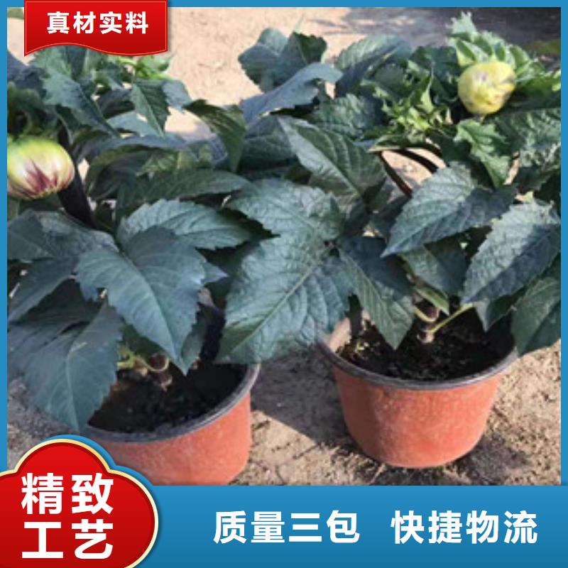 优质的时令花卉-现货充足有保障