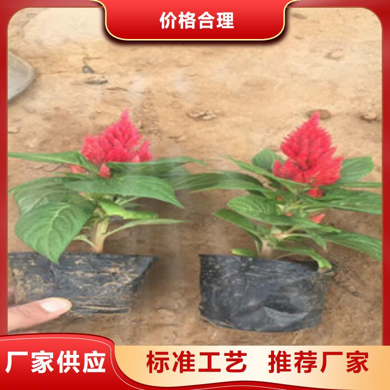 宿根花卉随时发货