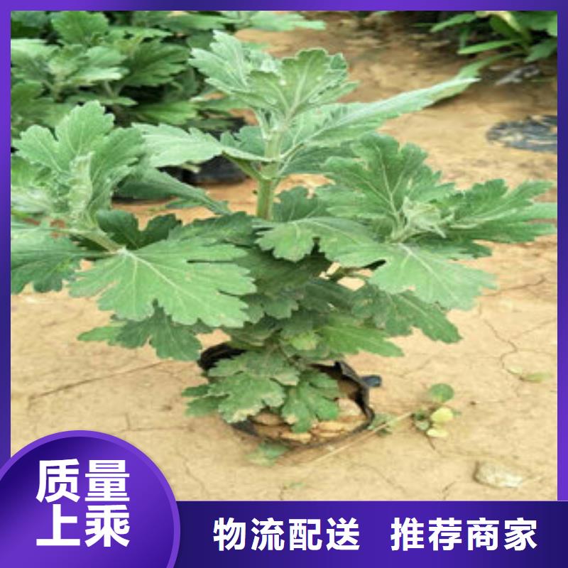 高质量宿根花卉供应商