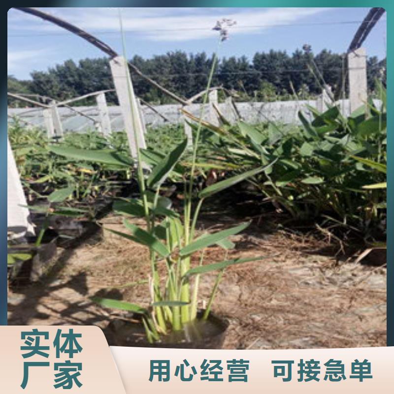 宿根花卉大量现货充足