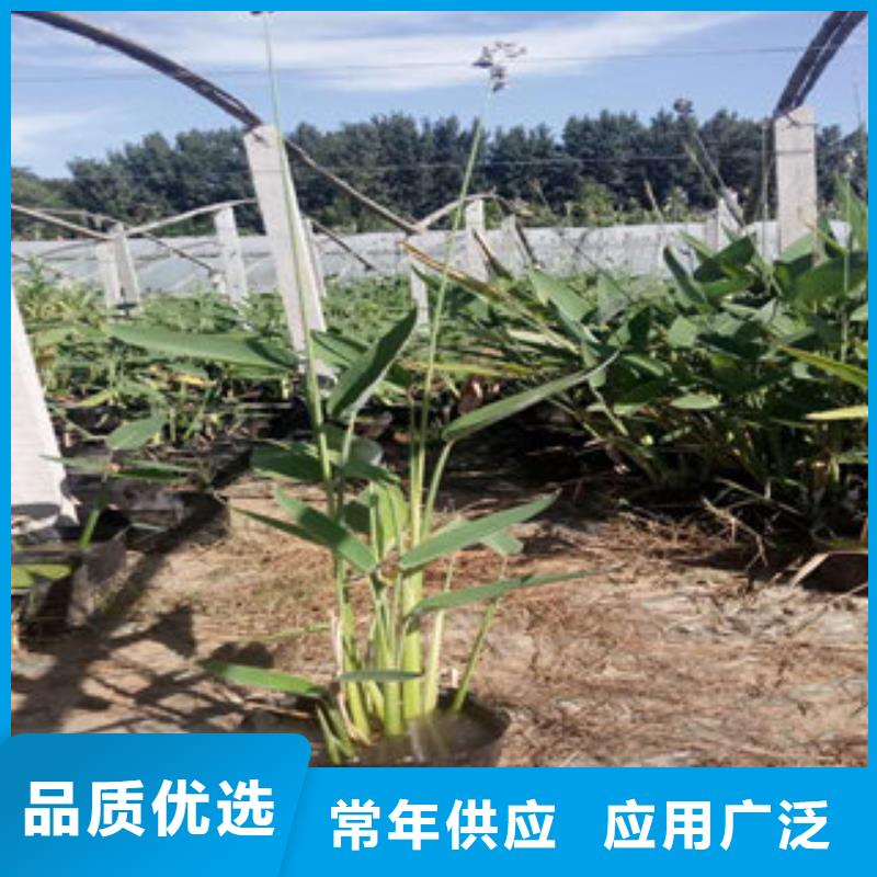 宿根花卉客户至上