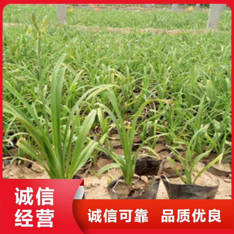 宿根花卉厂家-专心做产品