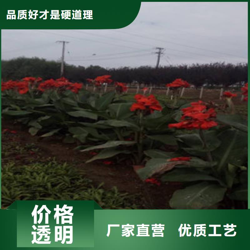 宿根花卉随时发货