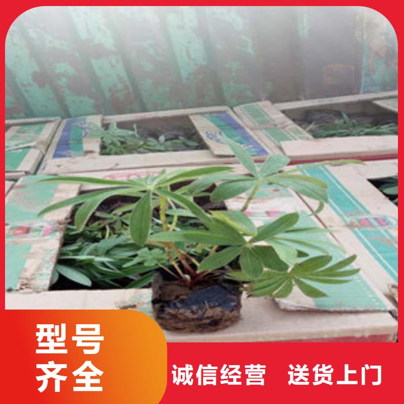 有现货的宿根花卉生产厂家