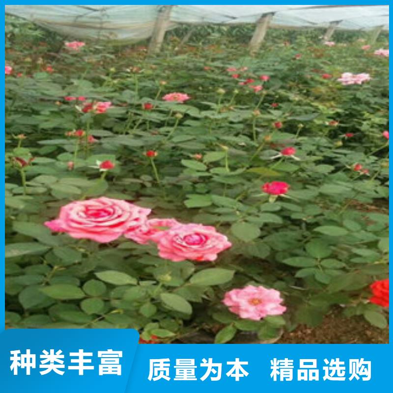 宿根花卉技术