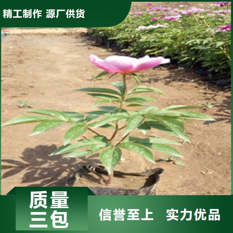 质优价廉的宿根花卉经销商