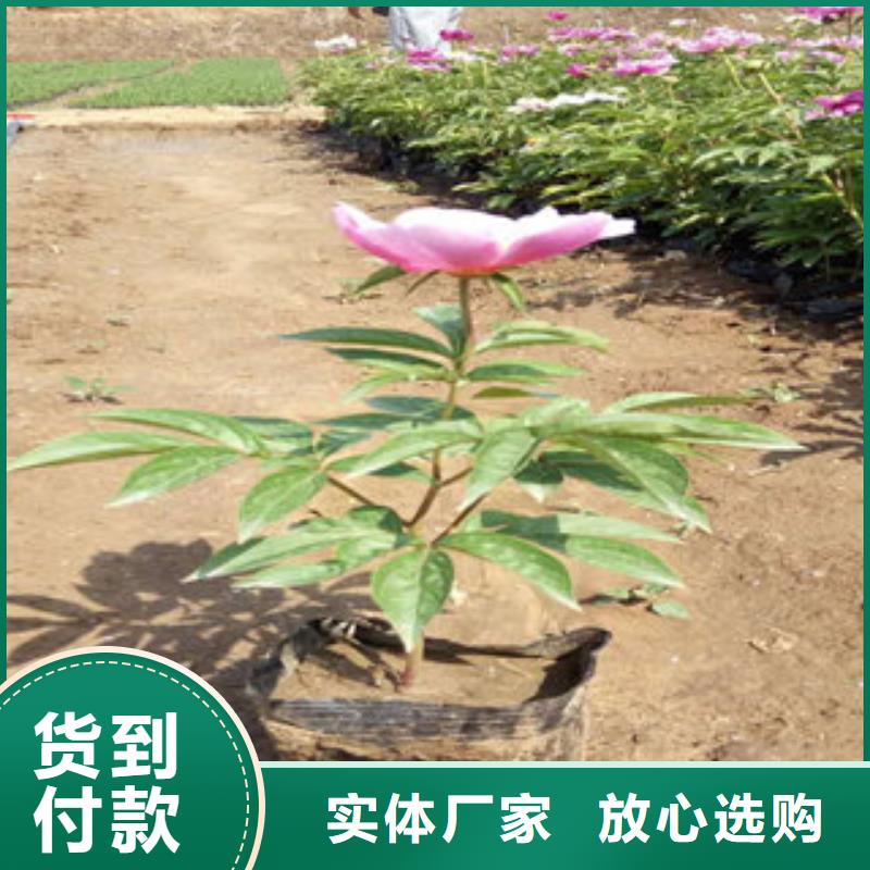宿根花卉重口碑厂家