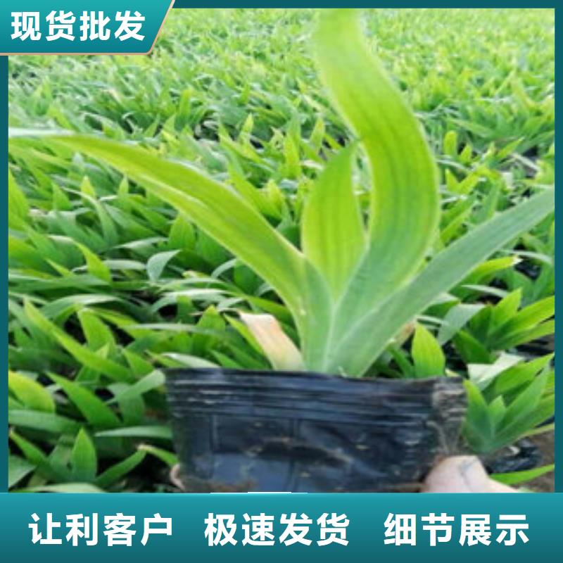 性价比高的宿根花卉批发商