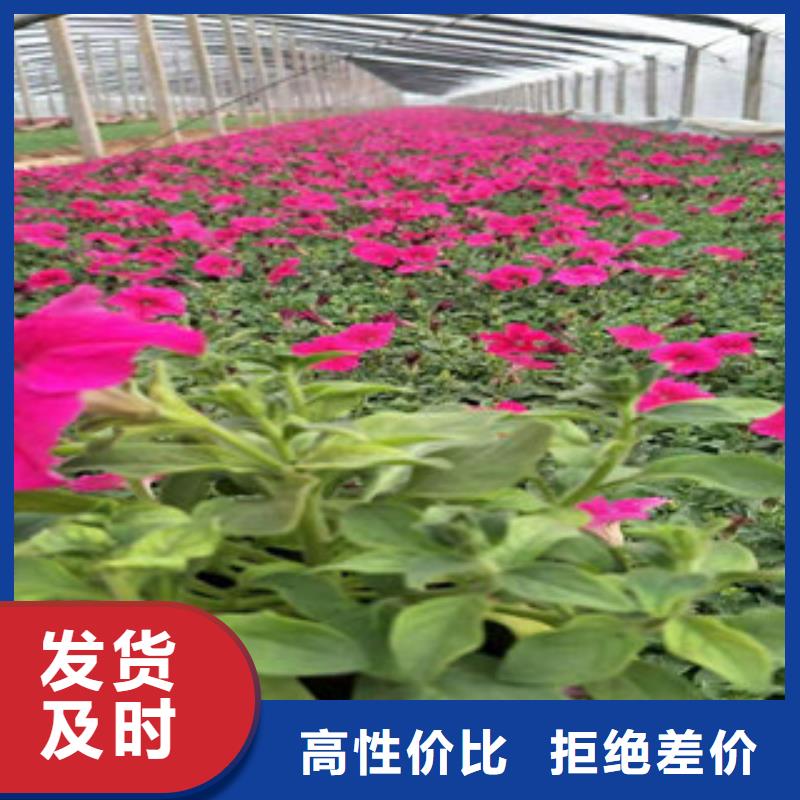 宿根花卉_本地企业放心选择