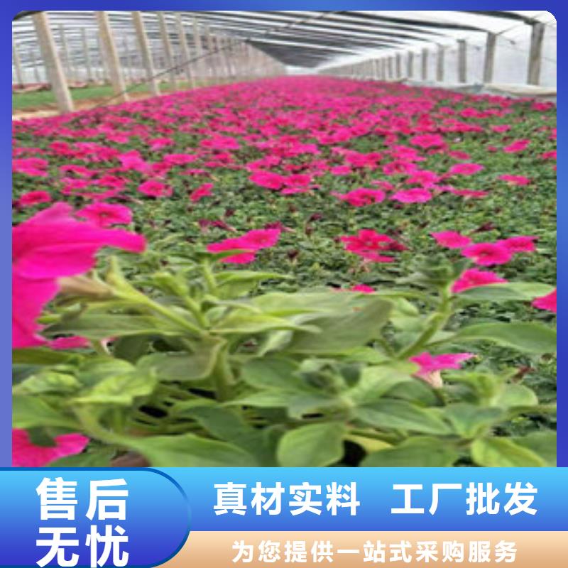 #宿根花卉#欢迎来厂参观